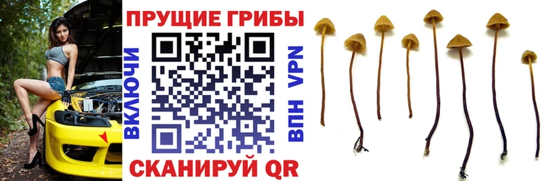 Галлюциногенные грибы прущие грибы  Пласт 
